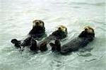 Click image for larger version

Name:	otters01.jpg
Views:	217
Size:	3.5 KB
ID:	31143