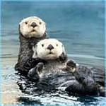 Click image for larger version

Name:	otters02.jpg
Views:	205
Size:	5.3 KB
ID:	31144
