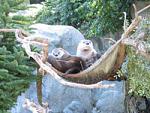 Click image for larger version

Name:	zoo_otters01.jpg
Views:	220
Size:	11.2 KB
ID:	31145