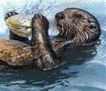 Click image for larger version

Name:	otters08.jpg
Views:	220
Size:	4.9 KB
ID:	31147