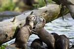 Click image for larger version

Name:	otters06.jpg
Views:	201
Size:	4.1 KB
ID:	31148