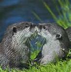 Click image for larger version

Name:	kissy otters.jpg
Views:	213
Size:	4.9 KB
ID:	31149