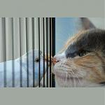 Click image for larger version

Name:	nose to nose.jpg
Views:	214
Size:	23.8 KB
ID:	31346