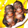 Name:  monkeys_baby.jpg
Views: 298
Size:  6.4 KB