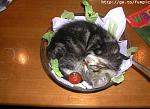 Click image for larger version

Name:	Catsalad.jpg
Views:	151
Size:	56.9 KB
ID:	31480