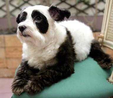 Name:  panda puppy.bmp
Views: 225
Size:  374.7 KB