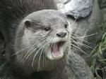Click image for larger version

Name:	otters07.jpg
Views:	195
Size:	3.6 KB
ID:	31560