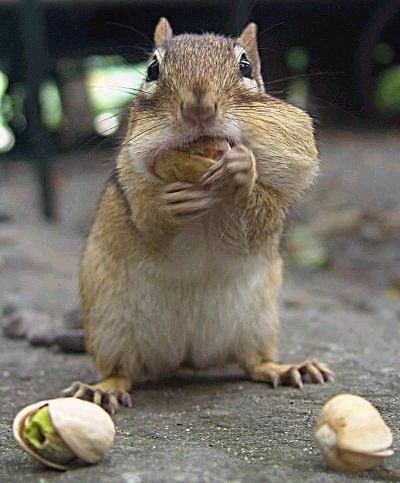 Name:  Hungry Squirrel.bmp
Views: 139
Size:  566.1 KB