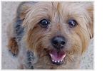 Click image for larger version

Name:	Whiskey_Full Face.jpg
Views:	237
Size:	67.7 KB
ID:	31635