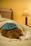 Click image for larger version

Name:	doggie.jpg
Views:	125
Size:	6.1 KB
ID:	32665