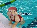 Click image for larger version

Name:	hello cat.jpg
Views:	179
Size:	4.7 KB
ID:	33924