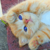 Name:  blue_eyes_kitty.gif
Views: 261
Size:  9.4 KB