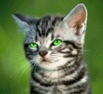 Click image for larger version

Name:	animated-cat-stickingout-tongue.gif
Views:	299
Size:	81.9 KB
ID:	34076