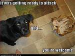 Click image for larger version

Name:	funny-dog-pictures-youre-welcome.jpg
Views:	245
Size:	37.9 KB
ID:	36211