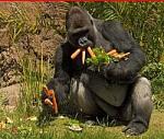 Click image for larger version

Name:	ravens_diet.jpg
Views:	318
Size:	22.8 KB
ID:	36474