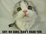 Click image for larger version

Name:	cute-kitty-with-no-ears.jpg
Views:	246
Size:	40.0 KB
ID:	36757