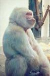 Click image for larger version

Name:	image_whitegorilla.jpg
Views:	262
Size:	4.3 KB
ID:	36759