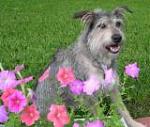 Click image for larger version

Name:	small sandy with flowers-VR.jpg
Views:	185
Size:	6.2 KB
ID:	36811