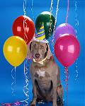 Click image for larger version

Name:	birthday dog.jpg
Views:	161
Size:	28.7 KB
ID:	37822