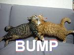 Click image for larger version

Name:	bump-cats.jpg
Views:	336
Size:	47.8 KB
ID:	39961