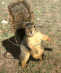 Click image for larger version

Name:	th_bhulasquirrel.gif
Views:	333
Size:	89.1 KB
ID:	39983