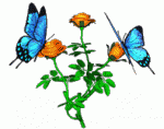 Click image for larger version

Name:	butterfly.gif
Views:	278
Size:	48.1 KB
ID:	40035
