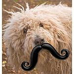 Click image for larger version

Name:	doggie moustache.jpg
Views:	209
Size:	55.3 KB
ID:	40621