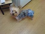 Click image for larger version

Name:	Joliediaper.jpg
Views:	330
Size:	48.1 KB
ID:	41146