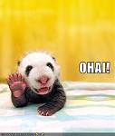 Click image for larger version

Name:	baby-panda-bids-you-hello.jpg
Views:	227
Size:	21.9 KB
ID:	44835