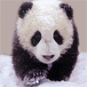 Name:  little_panda.gif
Views: 416
Size:  15.6 KB