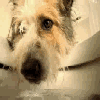 Name:  dog_drinking_water.gif
Views: 451
Size:  36.6 KB