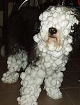 Click image for larger version

Name:	schneehund.jpg
Views:	410
Size:	66.8 KB
ID:	45452
