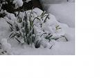 Click image for larger version

Name:	Poor daffodils - Feb 11, 2010.JPG
Views:	203
Size:	63.8 KB
ID:	45475