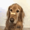 Name:  fast_dog.gif
Views: 331
Size:  112.6 KB