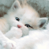 Name:  adorable_white_kitty.gif
Views: 212
Size:  15.0 KB