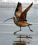 Click image for larger version

Name:	curlew-wings-ext.jpg
Views:	225
Size:	357.0 KB
ID:	48157