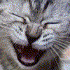 Name:  laughingcat.gif
Views: 348
Size:  11.2 KB