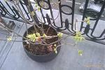 Click image for larger version

Name:	Lilas 20MAR10.jpg
Views:	272
Size:	347.6 KB
ID:	48460