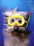 Click image for larger version

Name:	Dog%20Training.jpg
Views:	186
Size:	60.6 KB
ID:	48619