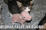 Click image for larger version

Name:	funny-pictures-kitten-tastes-uncooked-bacon1.jpg
Views:	173
Size:	30.1 KB
ID:	48624