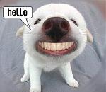 Click image for larger version

Name:	hello_funny_animal.jpg
Views:	268
Size:	26.6 KB
ID:	48954