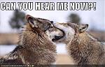 Click image for larger version

Name:	can you hear me now.jpg
Views:	220
Size:	32.9 KB
ID:	48992