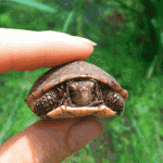 Click image for larger version

Name:	funnypic188.gif
Views:	217
Size:	94.4 KB
ID:	49457