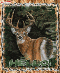 Click image for larger version

Name:	whitetailhello.gif
Views:	221
Size:	520.6 KB
ID:	49808