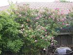 Click image for larger version

Name:	Monseiur Tiller.JPG
Views:	270
Size:	116.6 KB
ID:	49862
