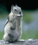 Click image for larger version

Name:	Squirrel.gif
Views:	204
Size:	100.2 KB
ID:	50619