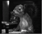 Click image for larger version

Name:	squirrel_drinking_animated.gif
Views:	201
Size:	906.4 KB
ID:	50631