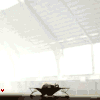 Name:  elephant_jumping.gif
Views: 273
Size:  33.3 KB
