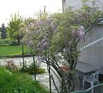 Click image for larger version

Name:	Wisteria.jpg
Views:	306
Size:	306.7 KB
ID:	50777