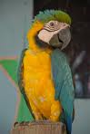 Name:  pappagallo.jpg
Views: 481
Size:  2.6 KB